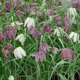 Fritillaria Meleagris