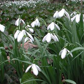 Galanthus Nivalis