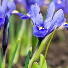 Iris Riticulata