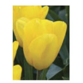 Tulipan Strong Gold 11/12, 50 cm