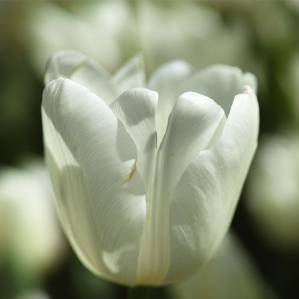Blomsterløg 